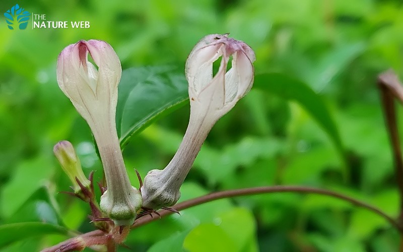 Medium Ceropegia